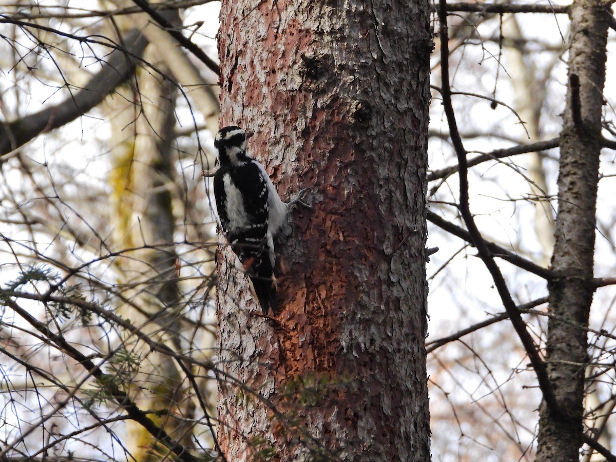 Hairy Woodpecker - ML644961397