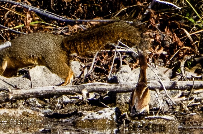 Least Bittern - ML644961400