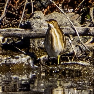 Least Bittern - ML644961401
