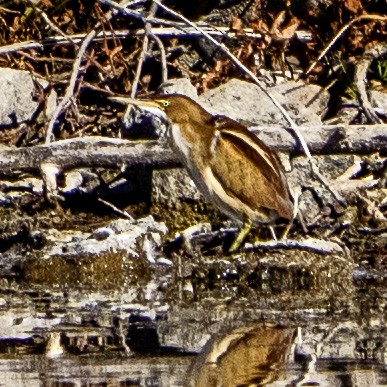 Least Bittern - ML644961402