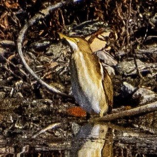 Least Bittern - ML644961403