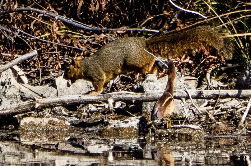 Least Bittern - ML644961404