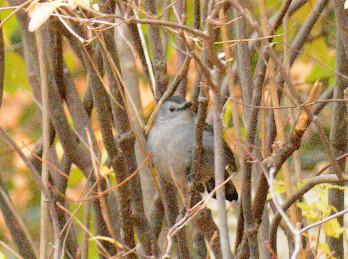 Moqueur chat - ML644961407