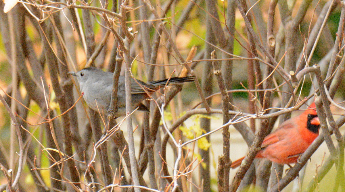 Moqueur chat - ML644961410