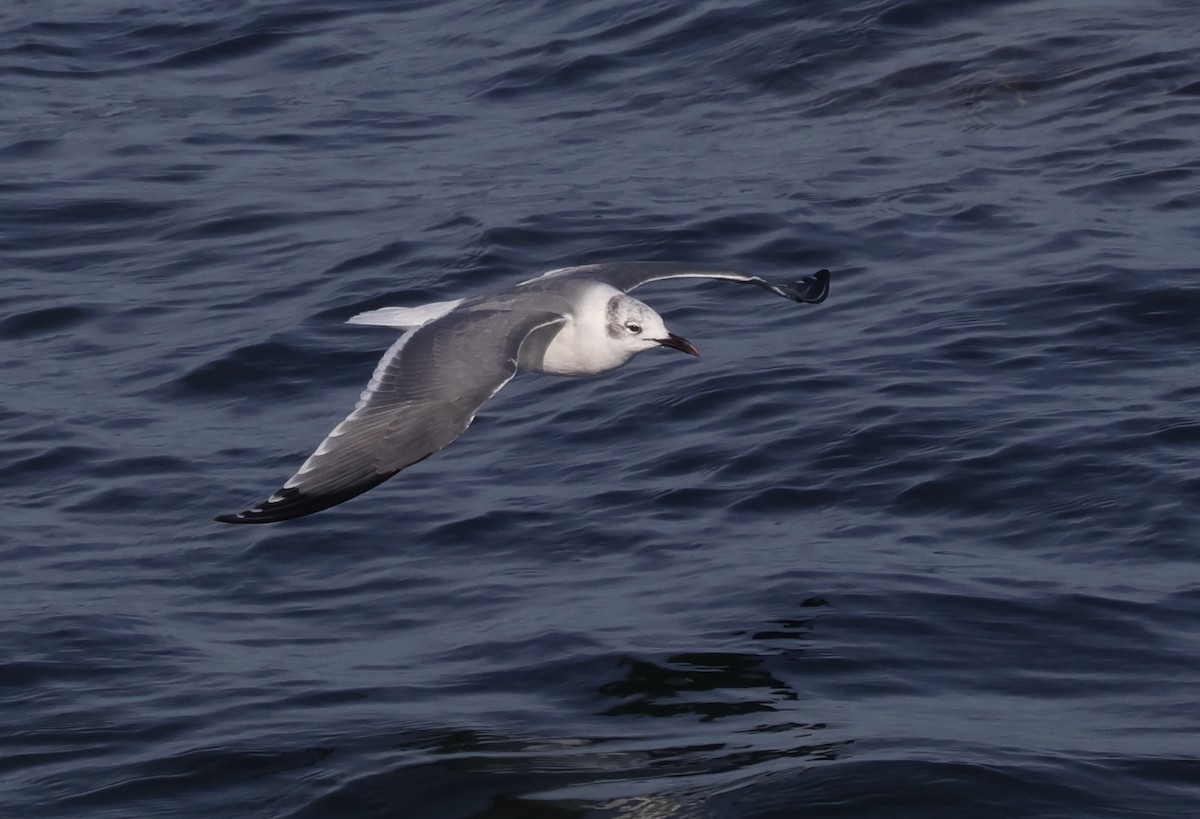 Bonaparte's Gull - ML644961418