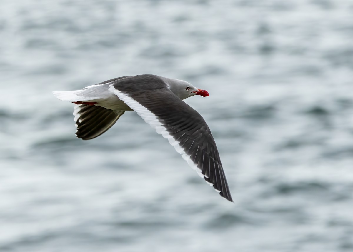 Dolphin Gull - ML644961433