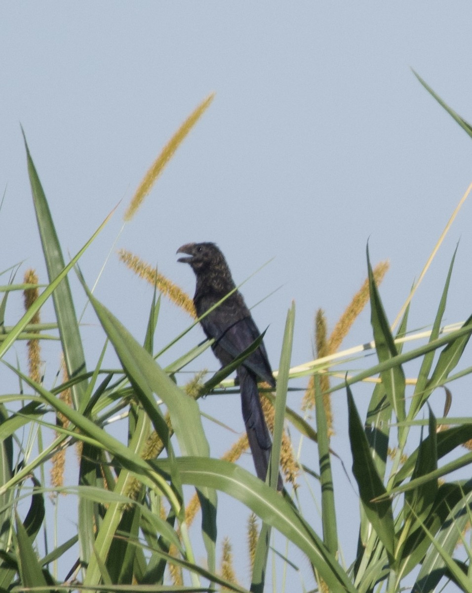 glattnebbani - ML644961434