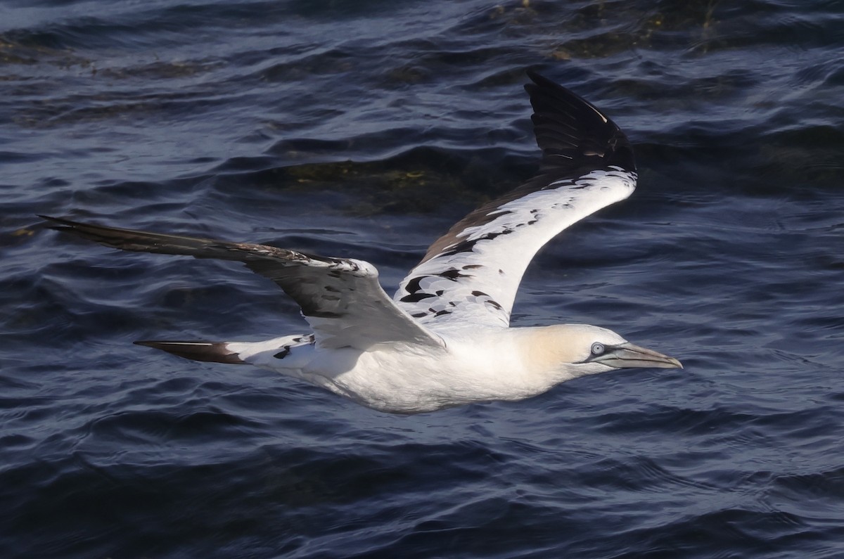 Northern Gannet - ML644961448