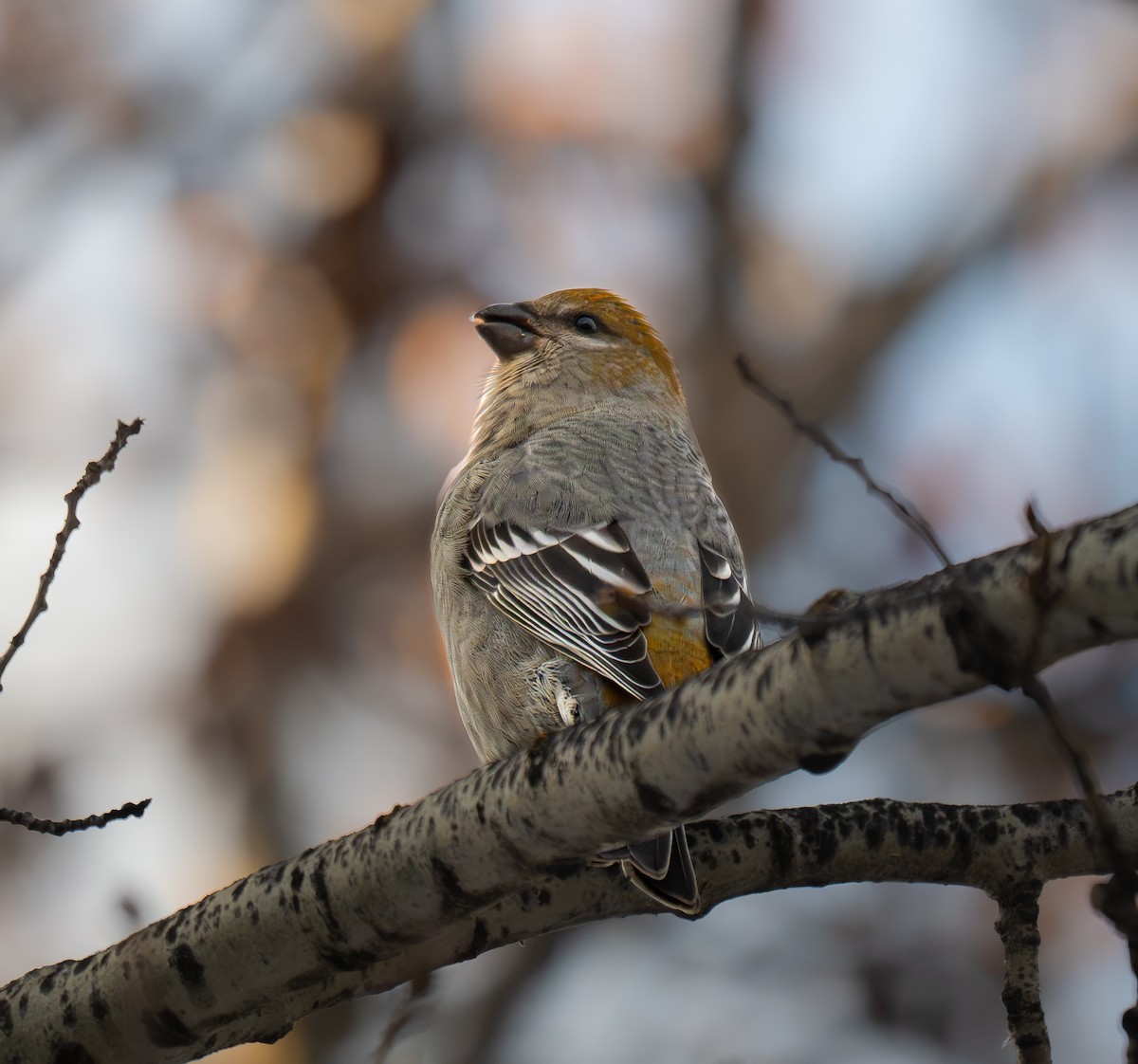 Pinu-gailupa - ML644961463