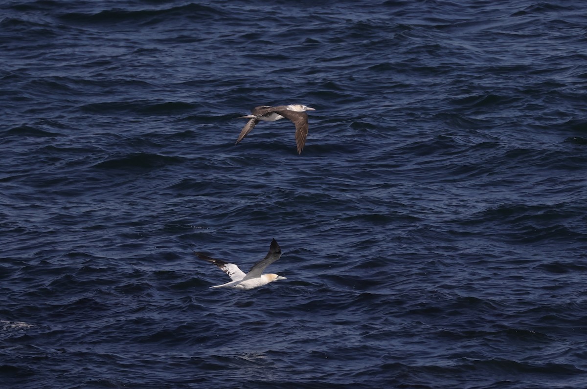 Northern Gannet - ML644961464