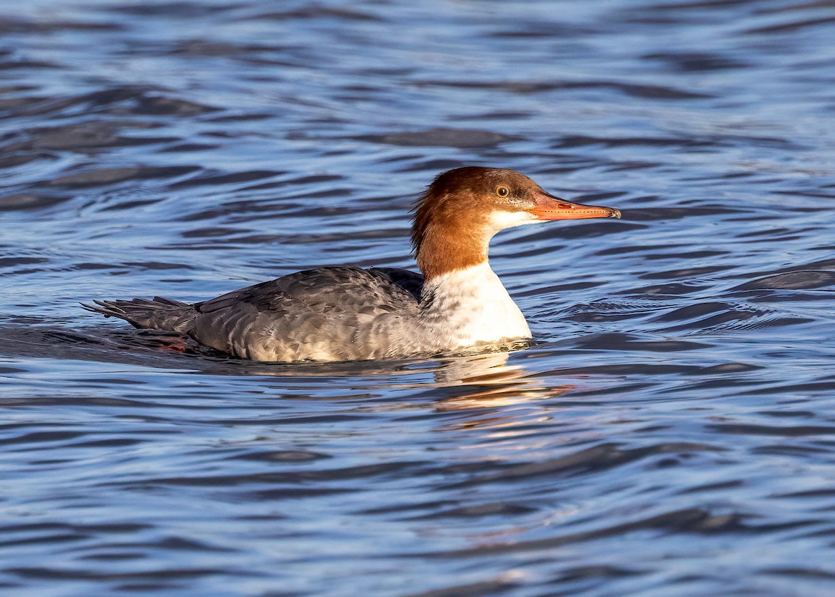 Common Merganser - ML644961470