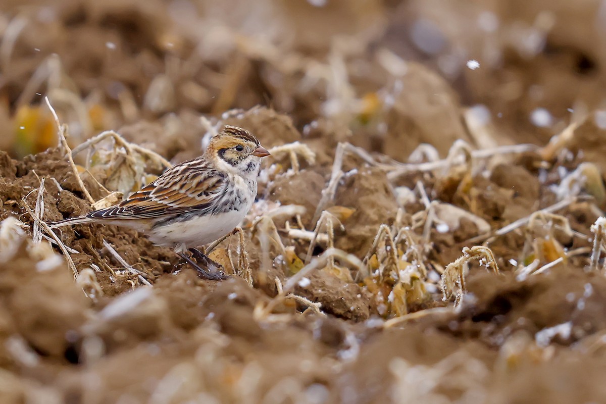 Lapland Longspur - ML644961472