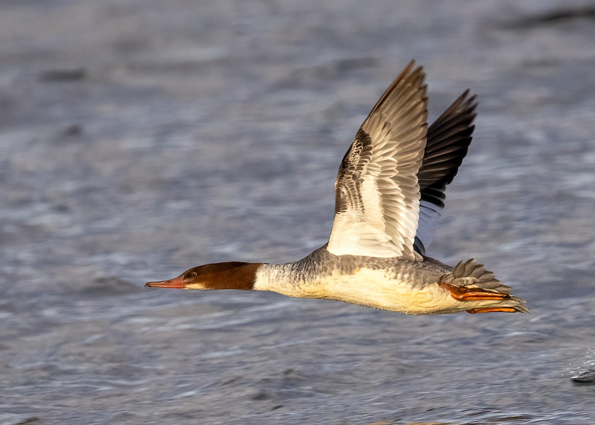Common Merganser - ML644961473