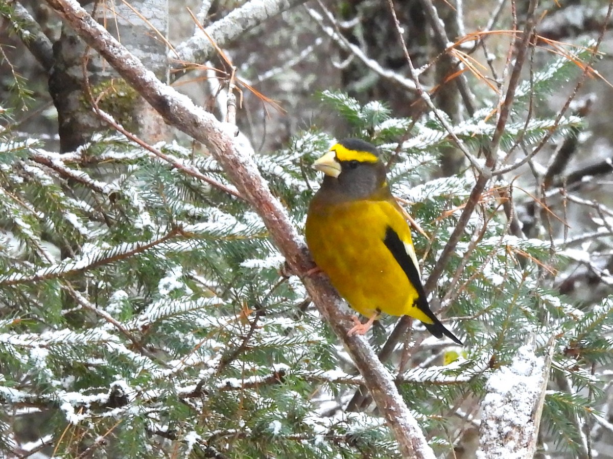 Evening Grosbeak - ML644961474