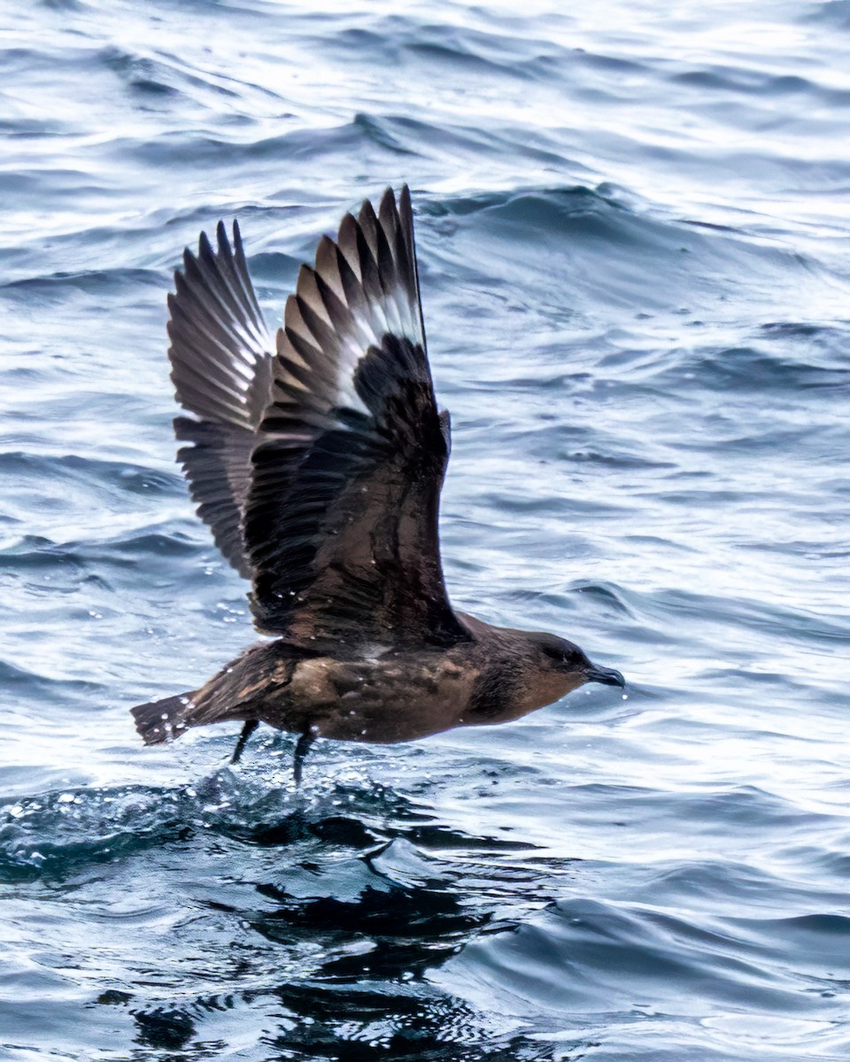 chaluha chilská - ML644961478