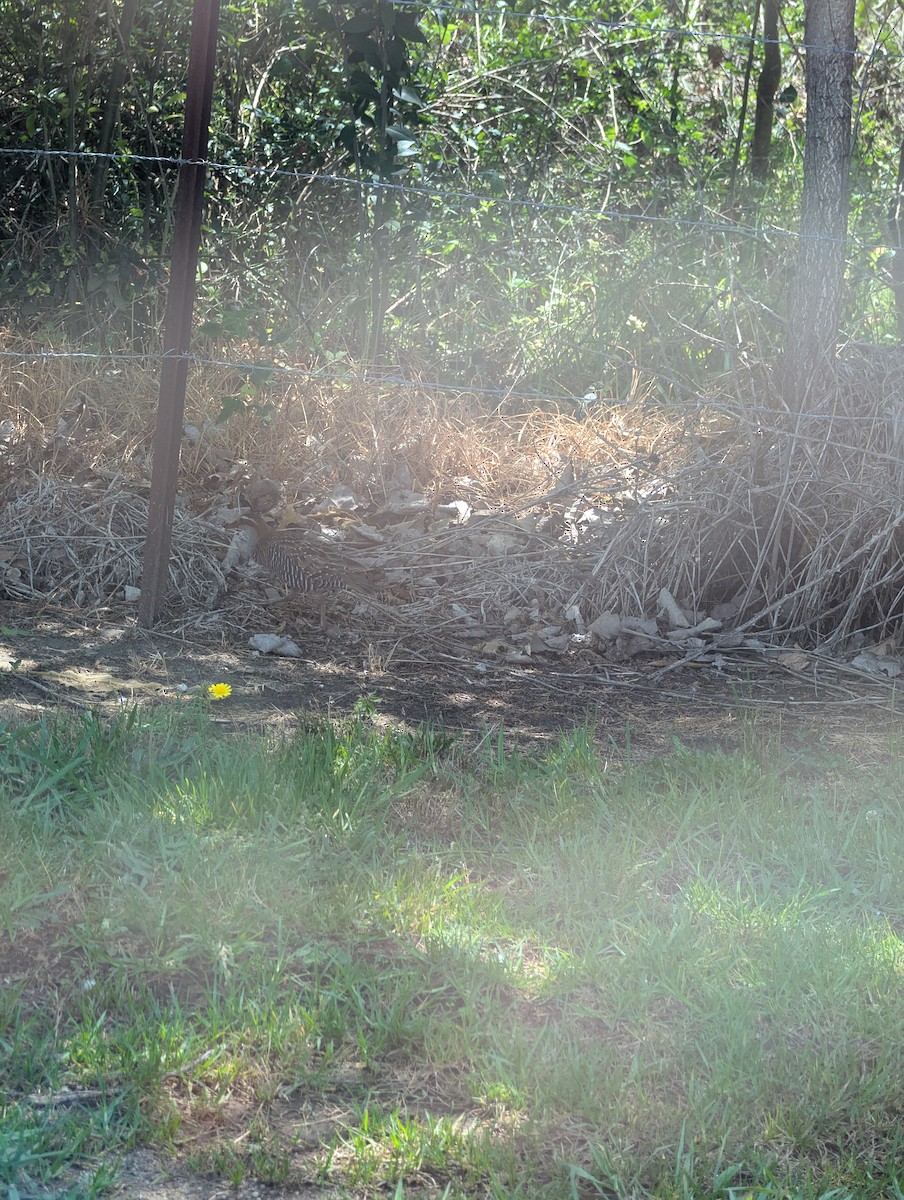 Buff-banded Rail - ML644961480