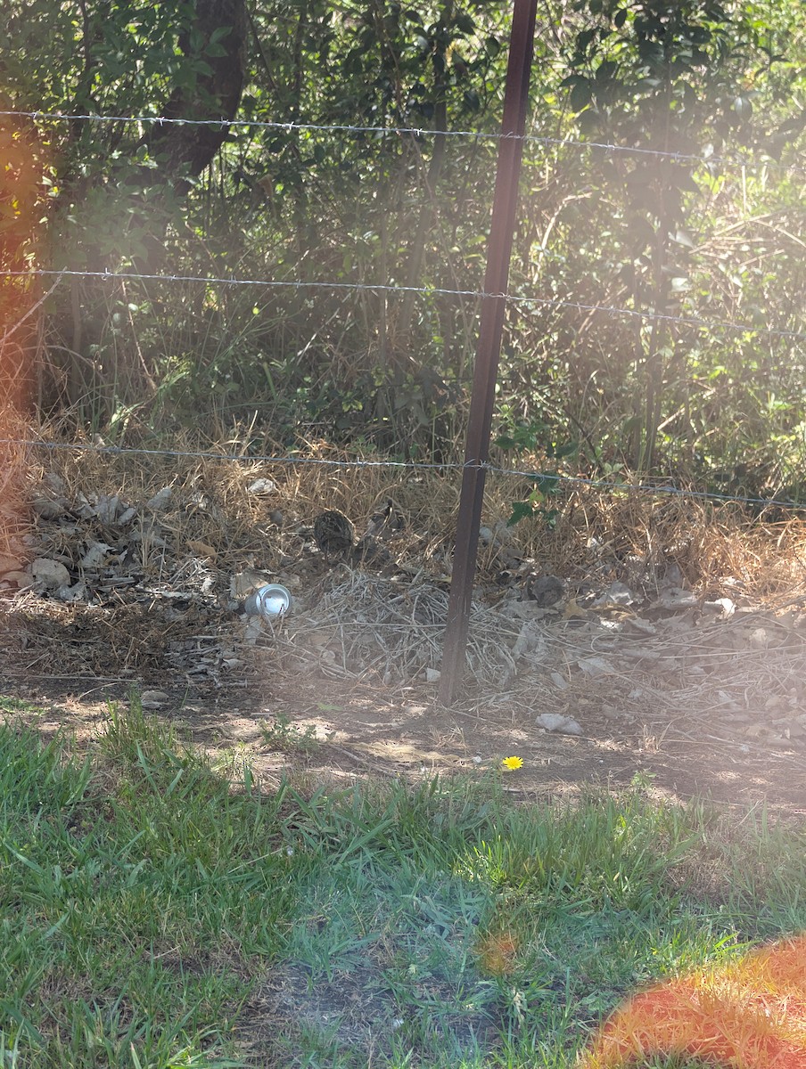 Buff-banded Rail - ML644961481