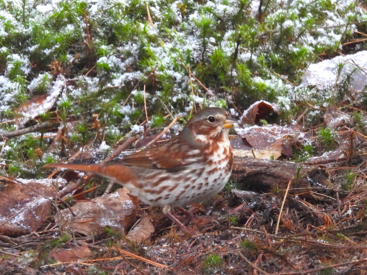 Fox Sparrow - ML644961488