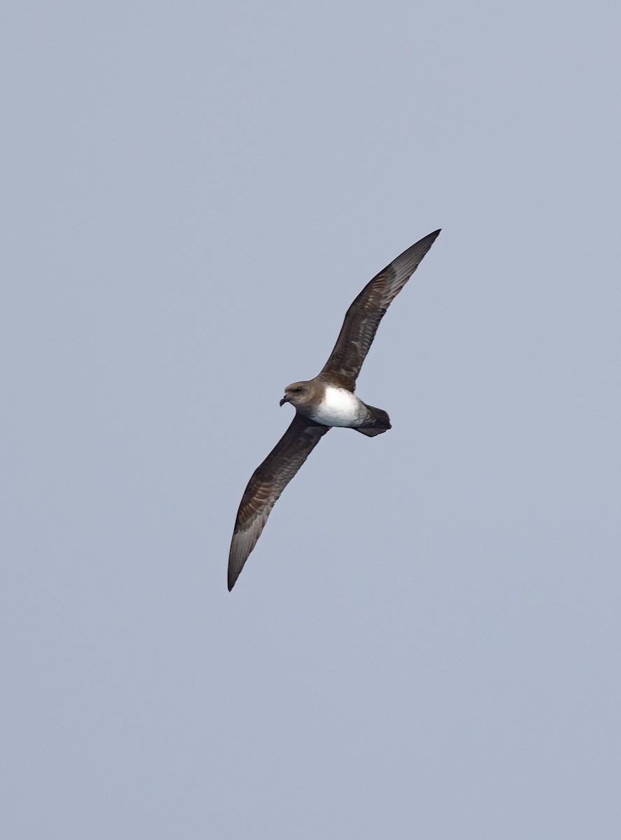 Atlantic Petrel - ML644961489