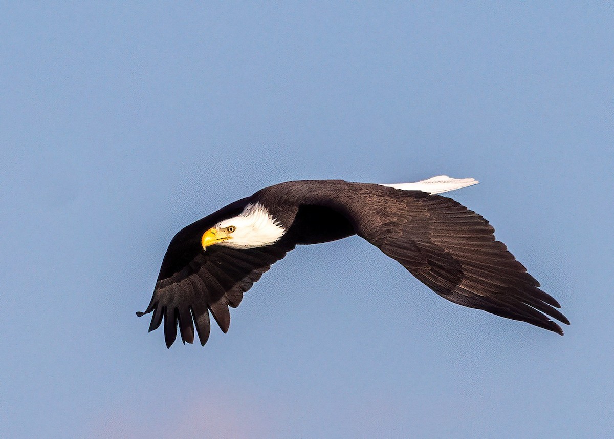 Bald Eagle - ML644961494