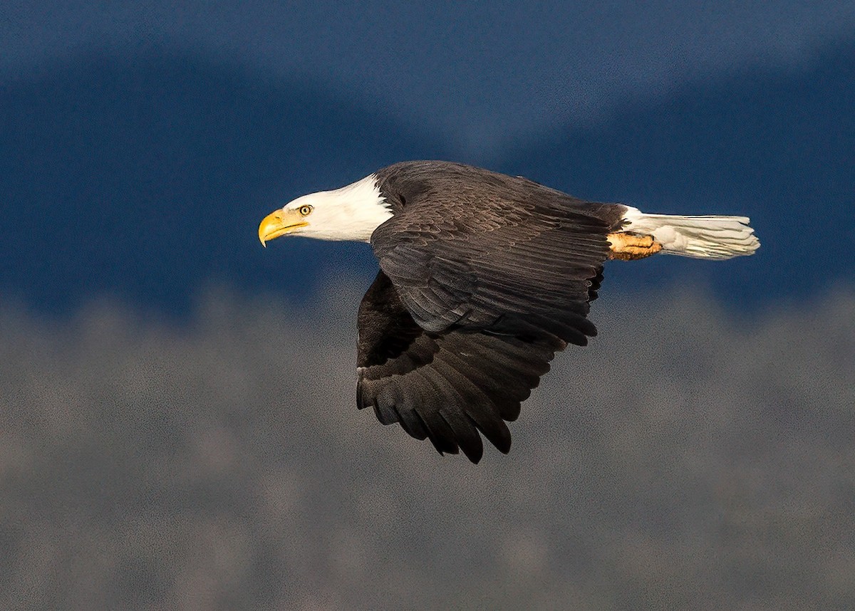 Bald Eagle - ML644961500