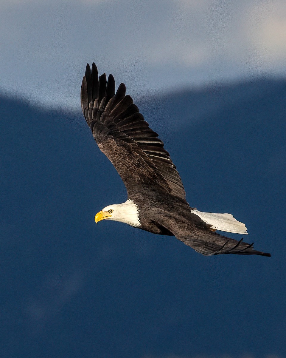 Bald Eagle - ML644961511
