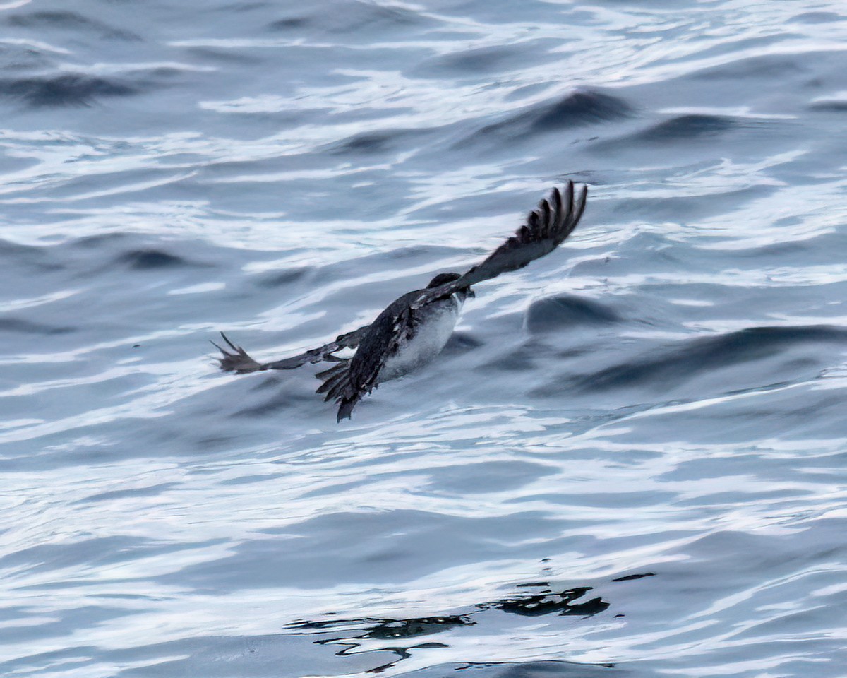 buřník magellanský - ML644961512