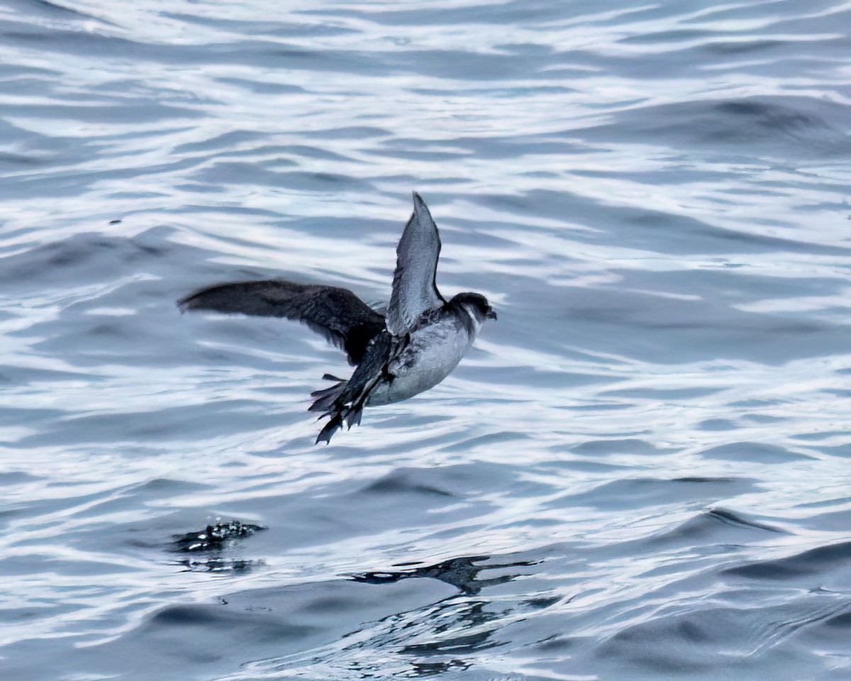 buřník magellanský - ML644961513