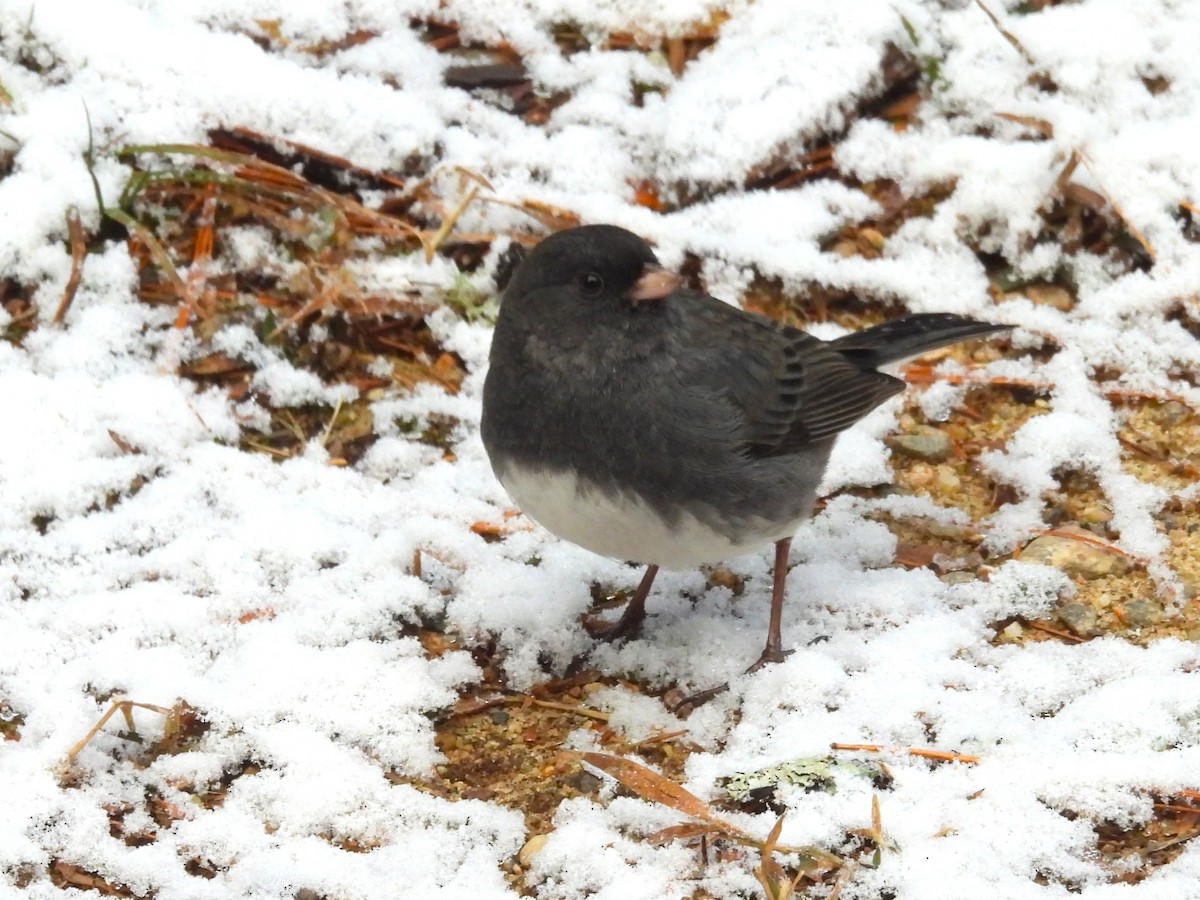Dark-eyed Junco - ML644961514