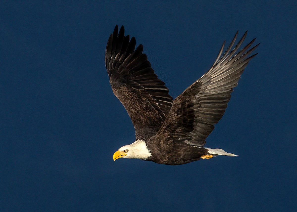 Bald Eagle - ML644961530