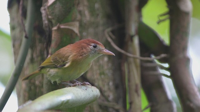 Kızıl Enseli Yaprak Vireosu - ML644961565