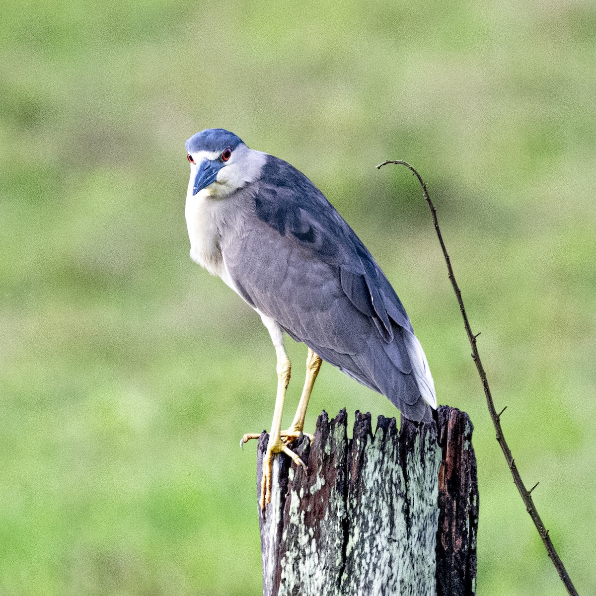Black-crowned Night Heron - ML644961575
