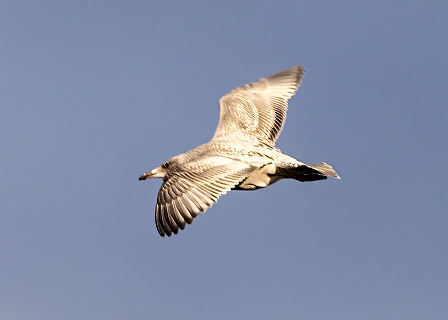 Larus sp. - ML644961578