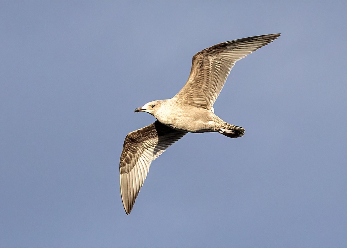 Larus sp. - ML644961583