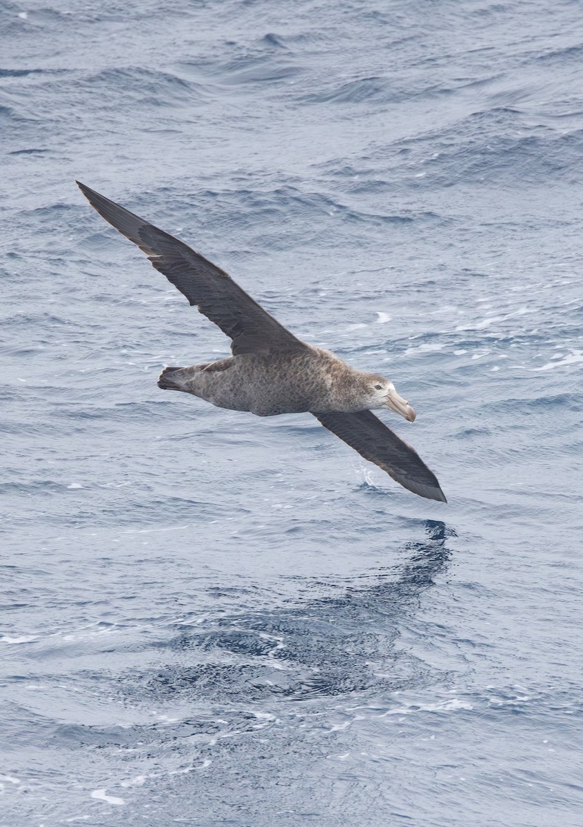 Northern Giant-Petrel - ML644961613