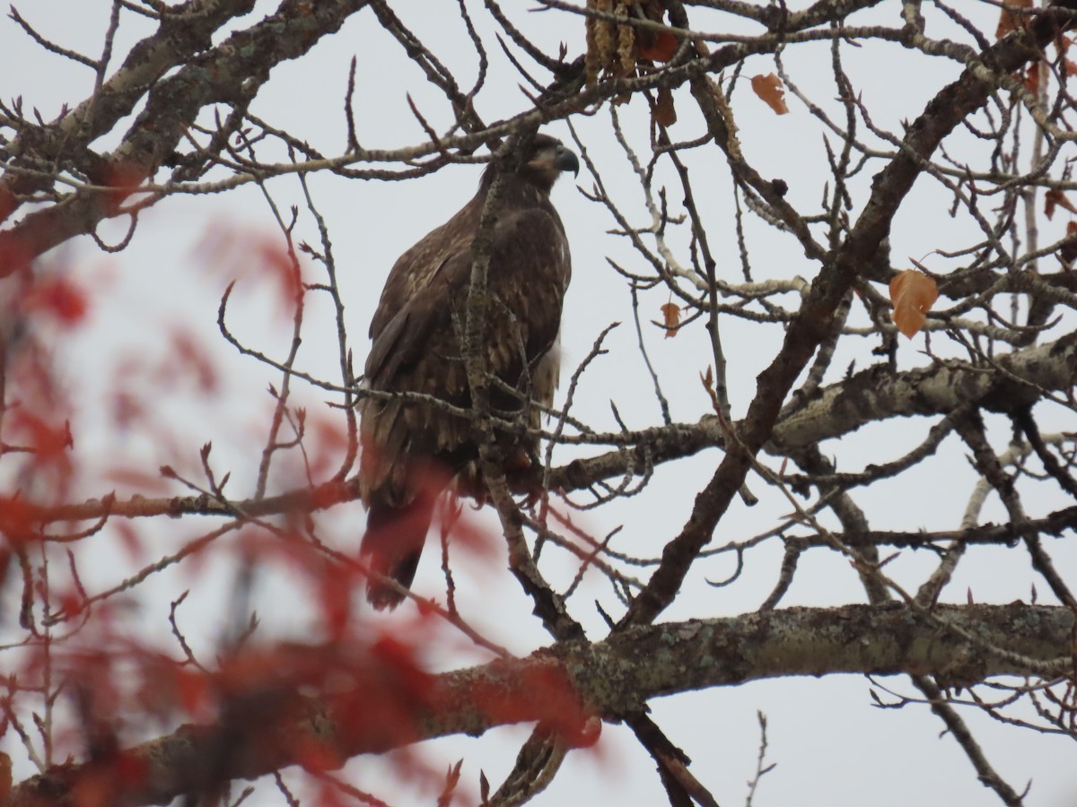 Bald Eagle - ML644961617