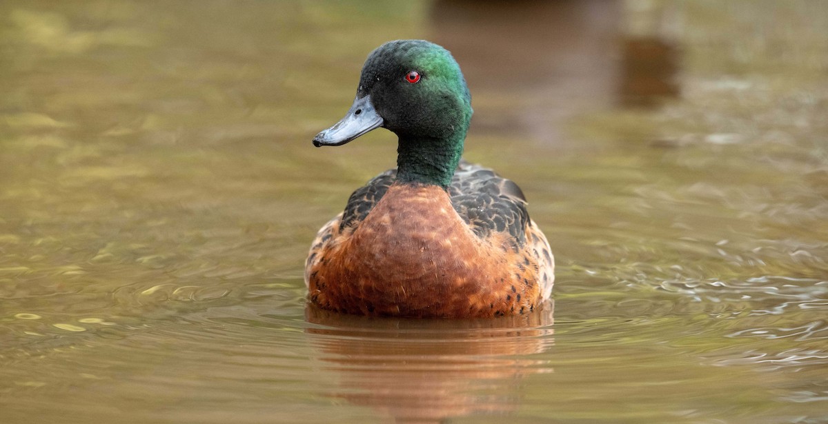Chestnut Teal - ML644961618