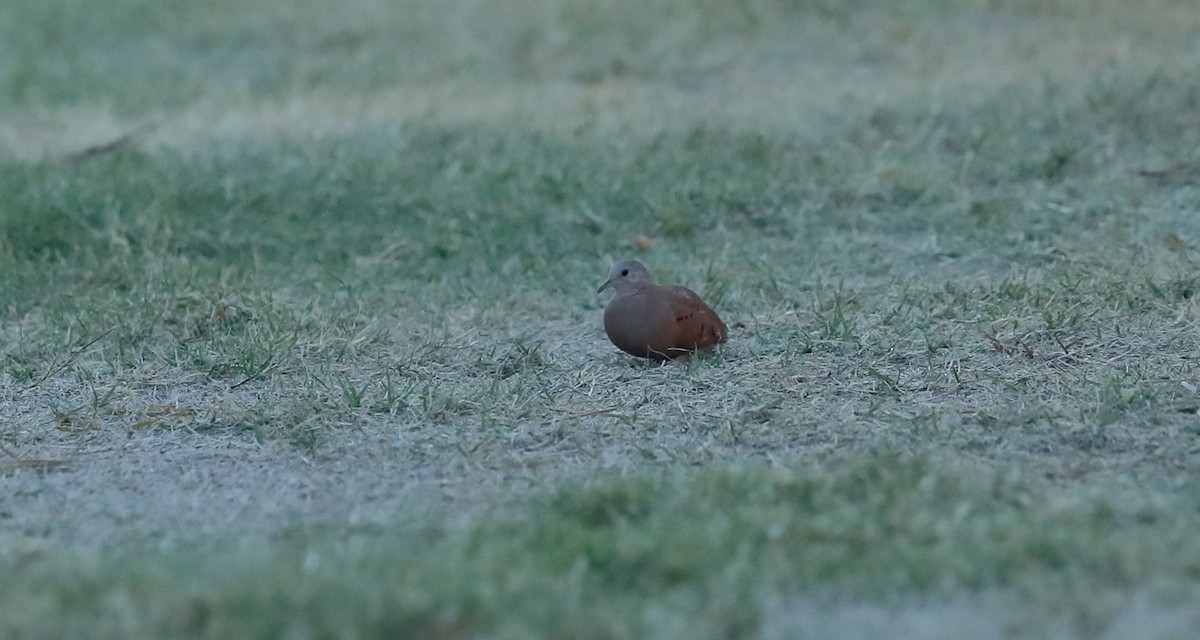 Ruddy Ground Dove - ML644961619