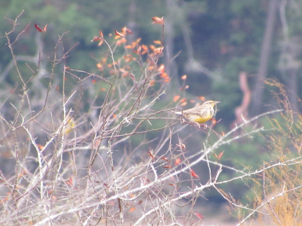 Western Meadowlark - ML644961622