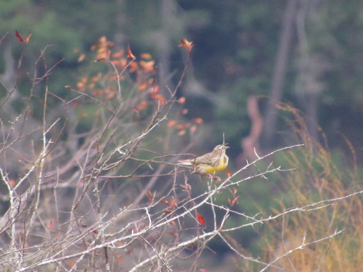 Western Meadowlark - ML644961623