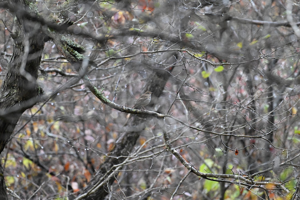 Hermit Thrush - ML644961627