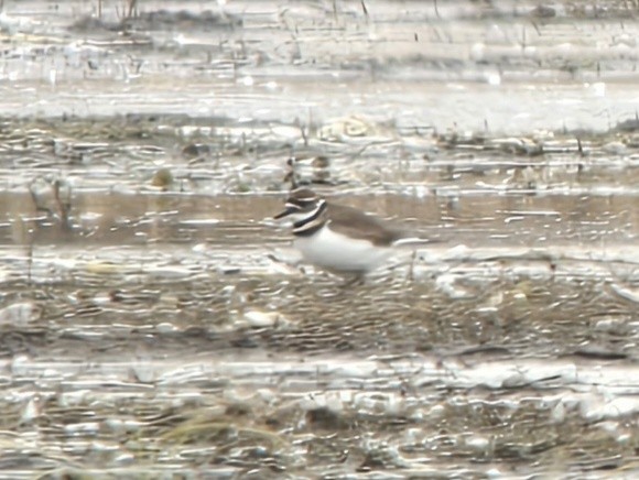 Killdeer - ML644961628