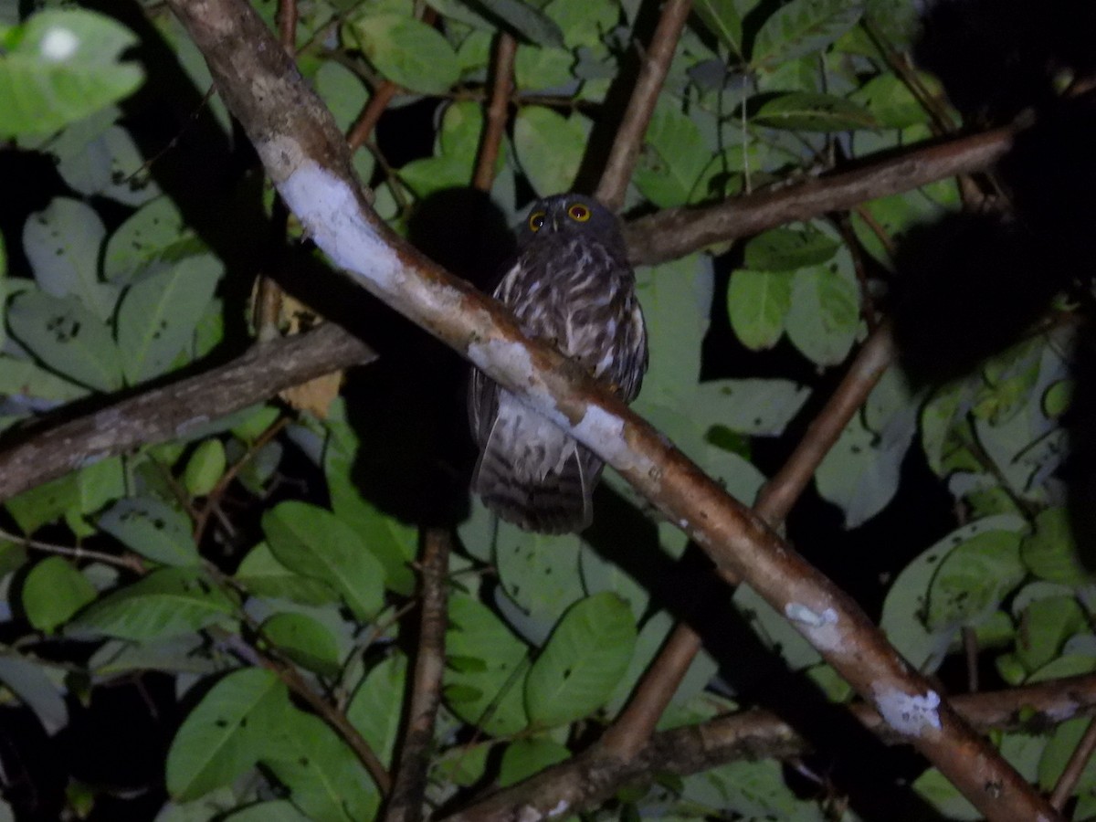 アンダマンアオバズク - ML644961629