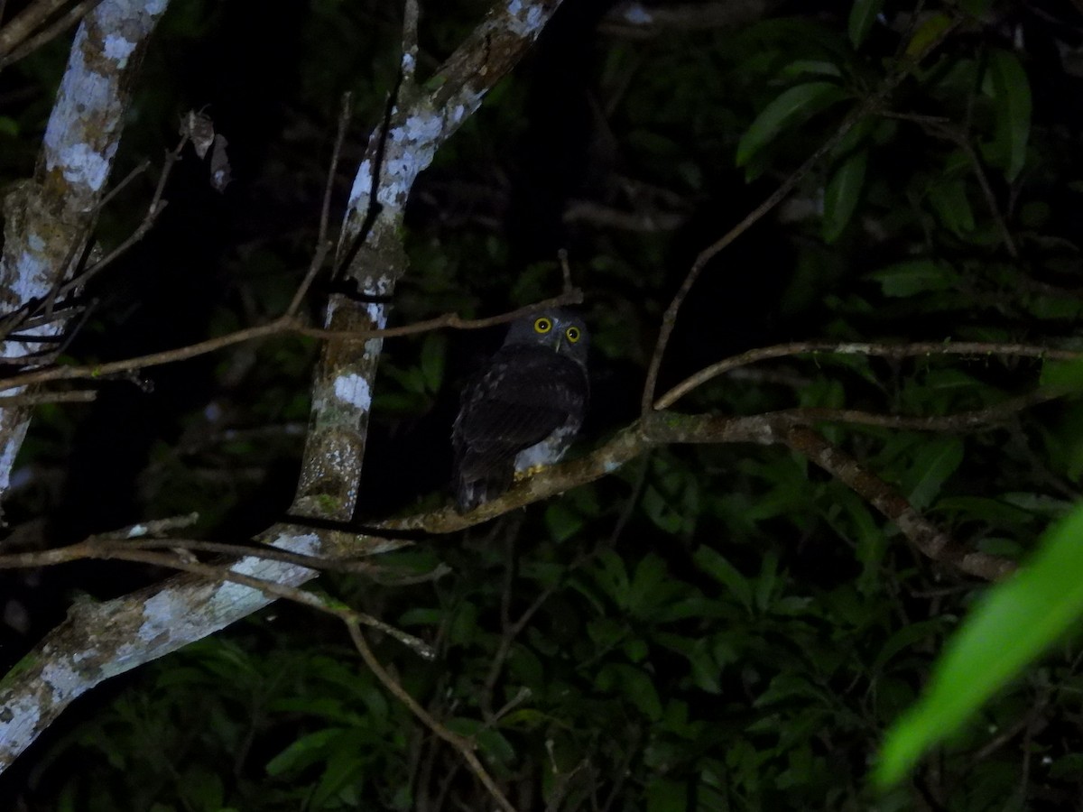 アンダマンアオバズク - ML644961630