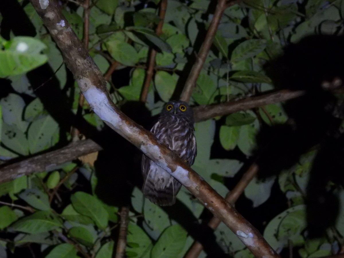 アンダマンアオバズク - ML644961631