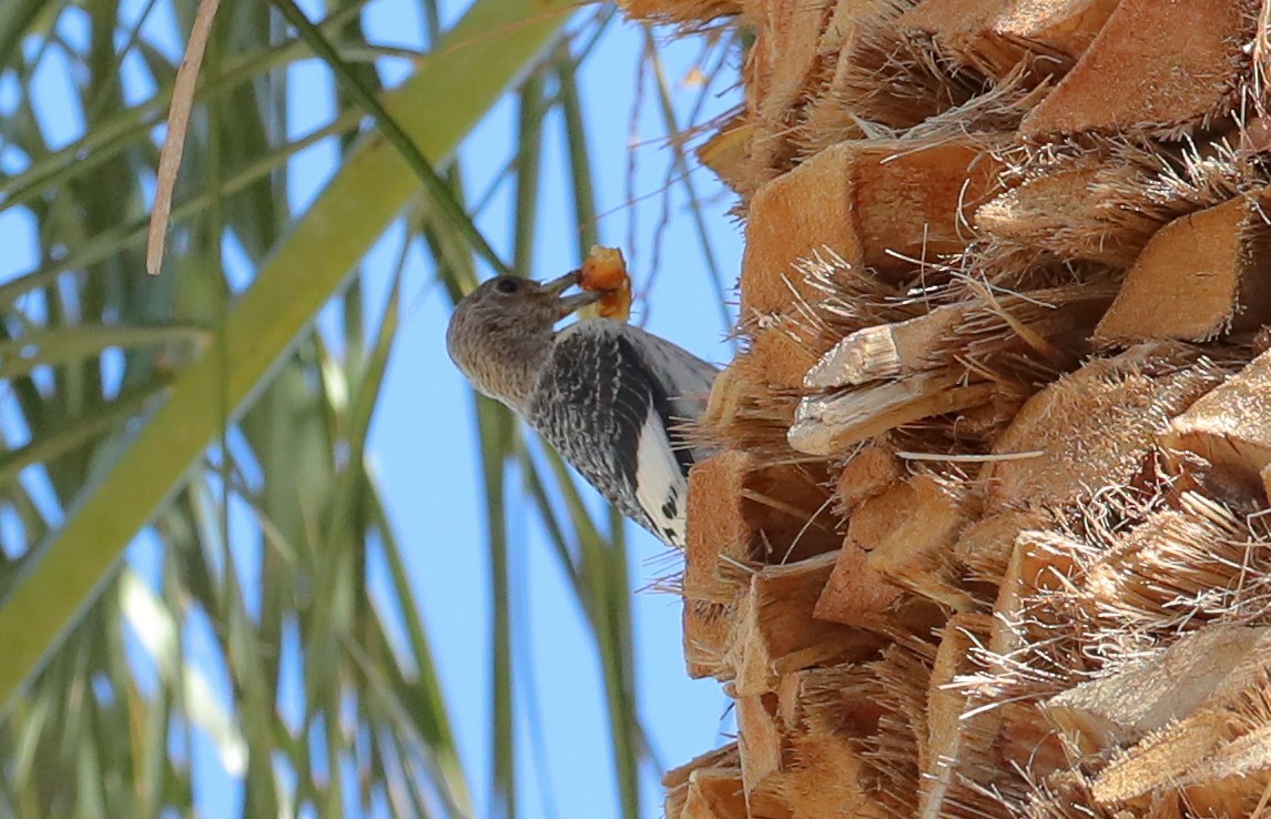 Red-headed Woodpecker - ML644961639