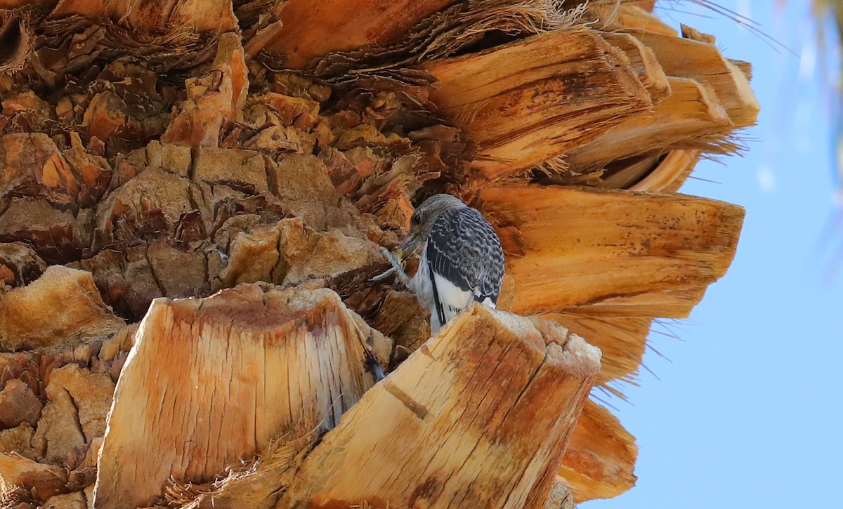 Red-headed Woodpecker - ML644961640