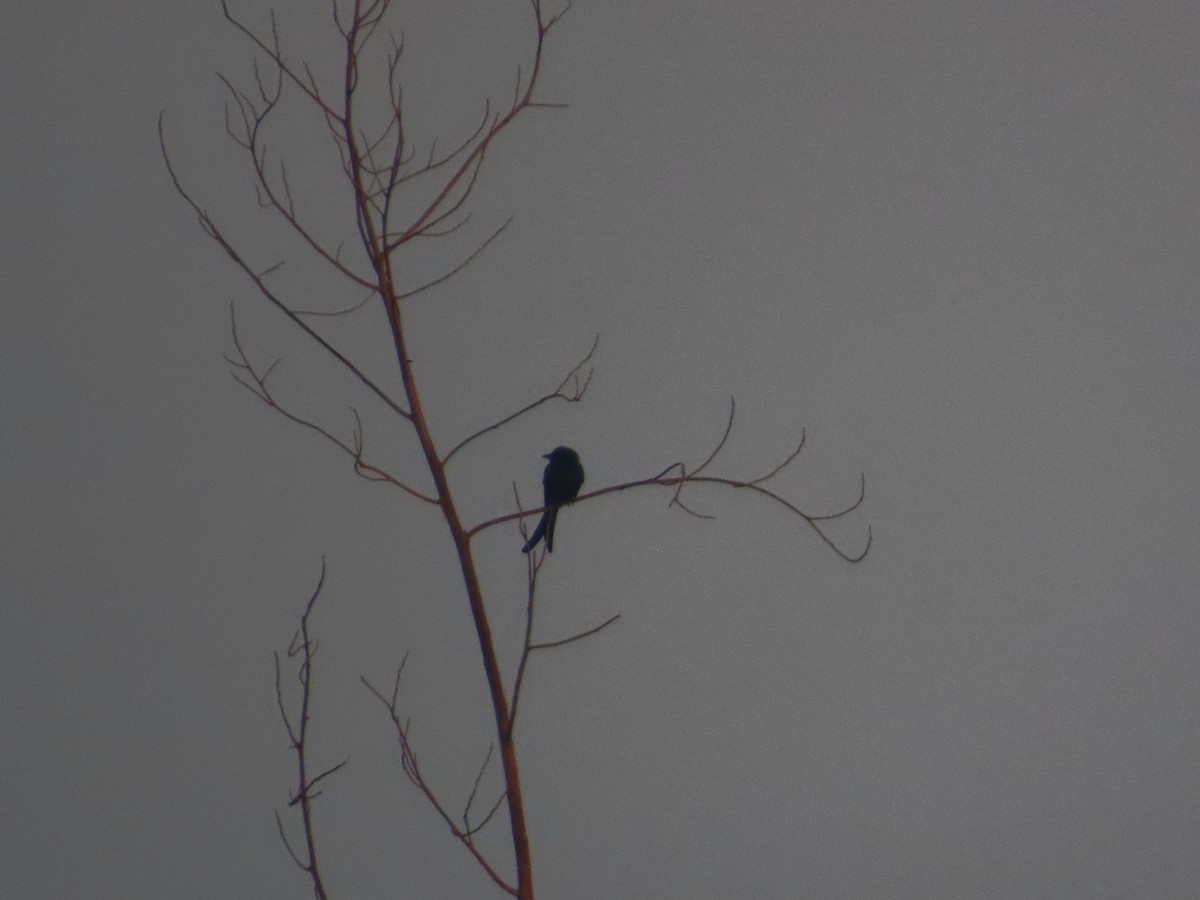 drongo černý - ML644961644