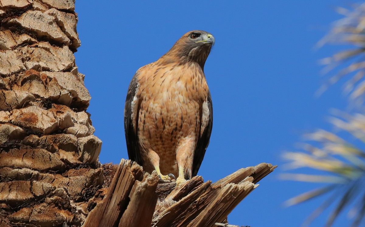 Red-tailed Hawk - ML644961645