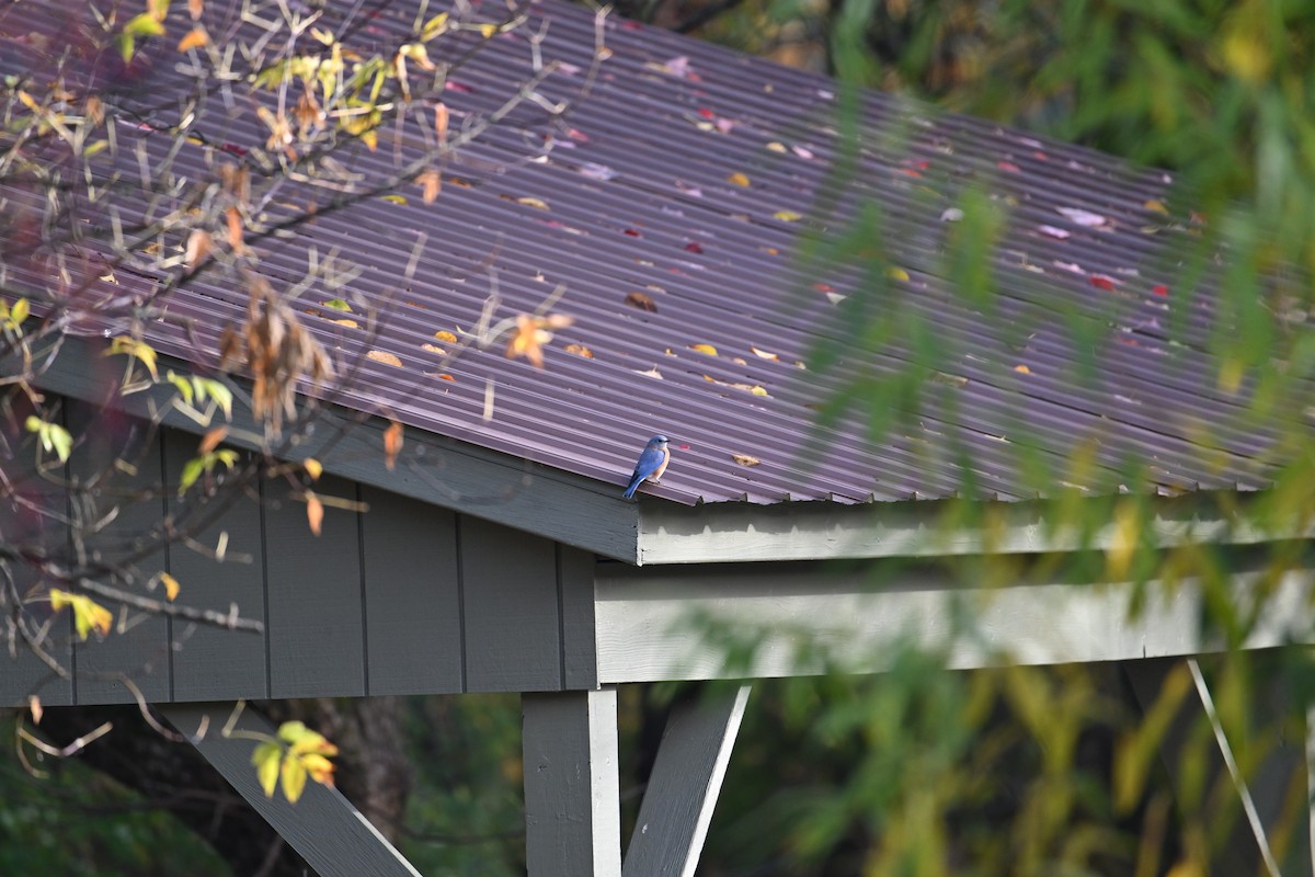 Eastern Bluebird - ML644961646
